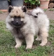 Německý špic vlčí / keeshond prodám štěňata s PP