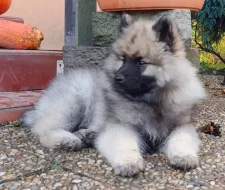 Německý špic vlčí / keeshond prodám štěňata s PP