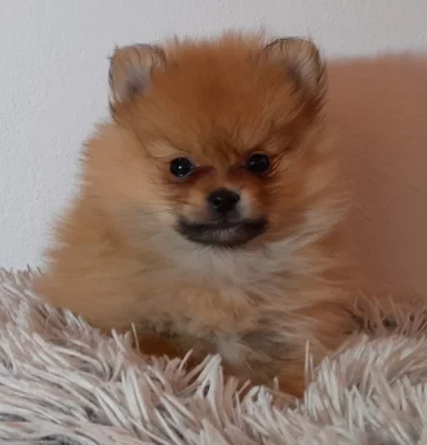 Trpasličí špic - Pomerian