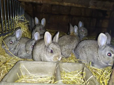Prodám letošní odchov divokých králíků