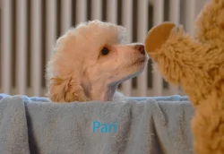 Pudl toy fawn s pp