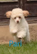 Pudl toy fawn s pp
