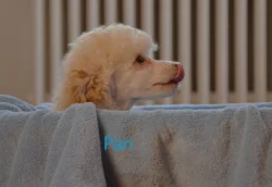Pudl toy fawn s pp