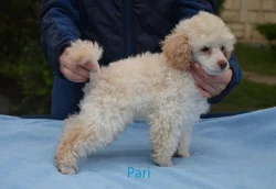 Pudl toy fawn s pp