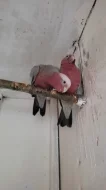 Kakadu růžový