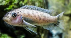 Tlamovci MALAWI