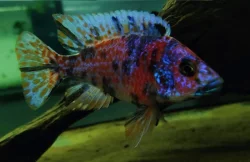 Tlamovci MALAWI