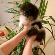 Pomeranian