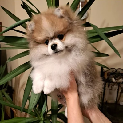 Pomeranian