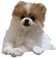 Pomeranian