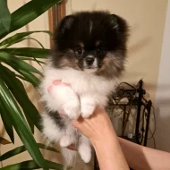 Pomeranian