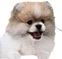 Pomeranian