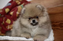 Pomeranian