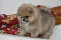 Pomeranian