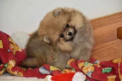 Pomeranian