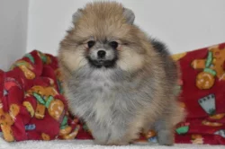 Pomeranian