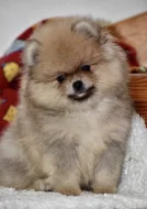 Pomeranian
