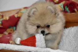 Pomeranian