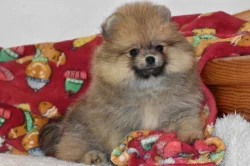Pomeranian