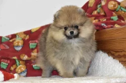 Pomeranian