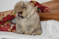 Pomeranian
