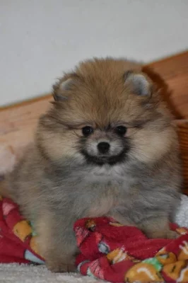 Pomeranian