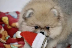 Pomeranian