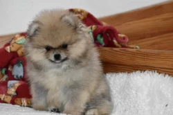 Pomeranian