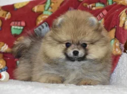 Pomeranian