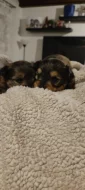 Štěňata york