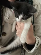 Věnujeme koťátka do dobrých rukou