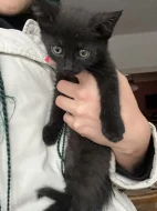 Věnujeme koťátka do dobrých rukou