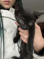 Věnujeme koťátka do dobrých rukou