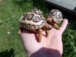 SUCHOZEMSKÉ ŽELVY PARDÁLÍ – vlastní odchov!