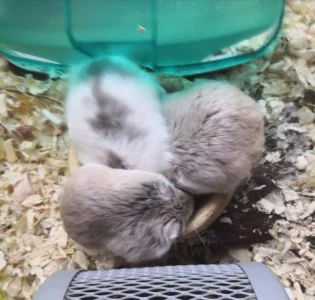 Trio křečíků Roborovského