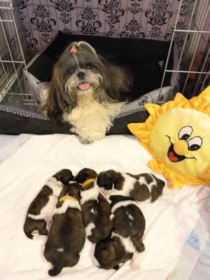 Štěňátka Shih tzu