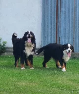 Bernský salašnický