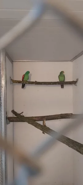 1.1 pap Cervenokridli