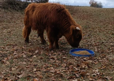 Prodám býčka highland