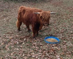 Prodám býčka highland