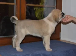 Středoasijský pastevecký pes