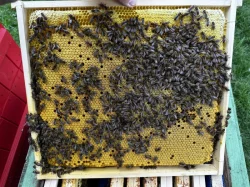 Buckfastky -Příjem objednávek na včelí matky pro sezónu 2024