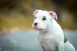 AMERICAN BULLY fenka malá/POCKET s PP