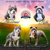 AMERICAN BULLY fenka malá/POCKET s PP