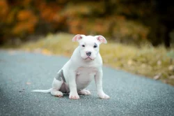 AMERICAN BULLY fenka malá/POCKET s PP
