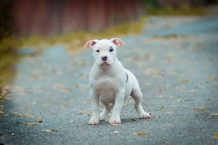 AMERICAN BULLY fenka malá/POCKET s PP