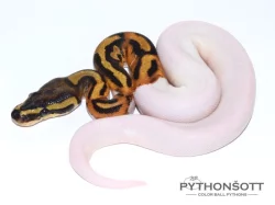 !!! VÁNČNÍ AKCE !!! KRAJTA KRÁLOVSKÁ - Python regius !!! SLEVA -25% NA VŠE !!!