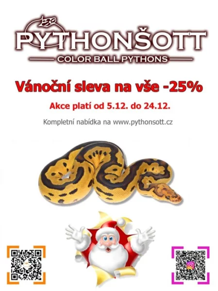 !!! VÁNČNÍ AKCE !!! KRAJTA KRÁLOVSKÁ - Python regius !!! SLEVA -25% NA VŠE !!!