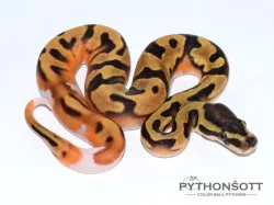 !!! VÁNČNÍ AKCE !!! KRAJTA KRÁLOVSKÁ - Python regius !!! SLEVA -25% NA VŠE !!!