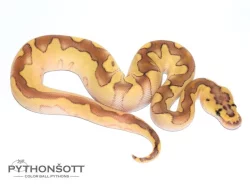 !!! VÁNČNÍ AKCE !!! KRAJTA KRÁLOVSKÁ - Python regius !!! SLEVA -25% NA VŠE !!!